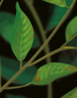 A Million Leaves, Dark Supersized