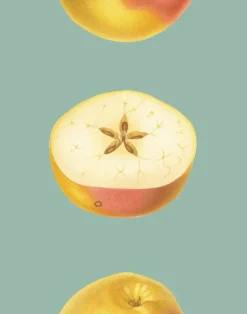 Apple of My Eye, Mint