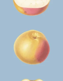 Apple of My Eye, Pale Blue