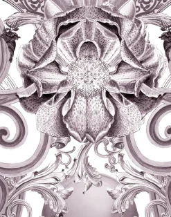 Europa W-EUR-PLU-TMI