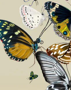 Metamorphosis W-MET-IYE-EZF