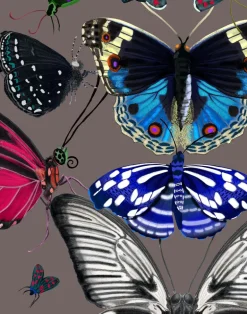 Metamorphosis W-MET-SAD-ENF