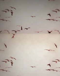 Portuguese Seagulls, Dusty Pink