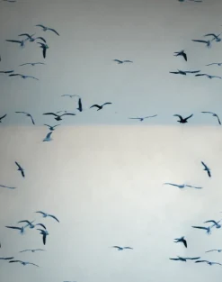 Portuguese Seagulls, Ice