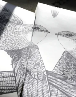 White Birds, Regular