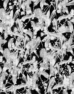 Among the Gum Trees, Black