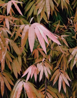 Bamboo Breeze - Red, PM165-05