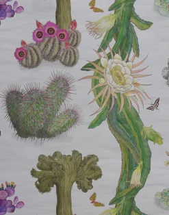 Cactus Mexicanos, Dove