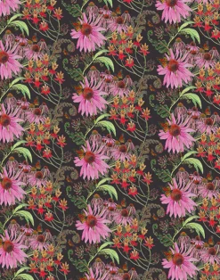 Carolina Monarch, Prunus