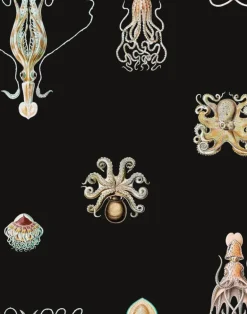 Consortium, Noctaluca