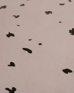 Fragments, Wild Rose