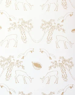 Franz, Morning Light