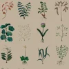 Herbarium, Kraft
