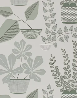 House Plants, Brampton