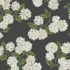 Hydrangea, Black & White RI5146