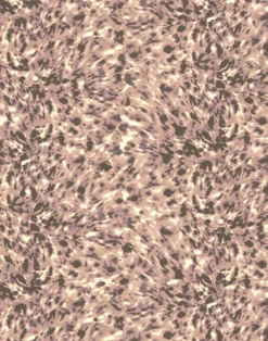 Lonesome George, Blossom