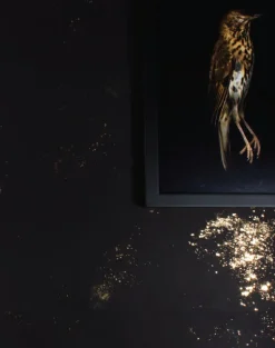 OVERSTOCK Igneous, Graphite 3x ROLL SET