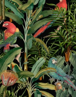 Parrots of Brasil, Anthracite