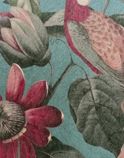 Passiflora Superwide, Vardo