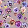 Plethora of Pansies, Bruised Pink - Medium Pile Velvet