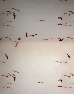 Portuguese Seagulls, Dusty Pink