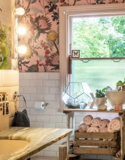 Proteas' Dream, Pink