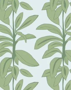 Rubber Plant, Rubber Blue