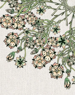 Venus Flower, Natural